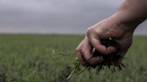 Ґрунти в Україні деградують через неправильне використання орендованої землі — Радченко