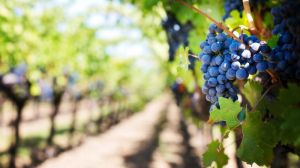 У Криму розпочали збирати врожаї винограду