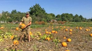 Кліматичні зміни на Черкащині спонукають переорієнтовуватись на вирощування гарбузів