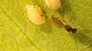 Комахи-паразитоїди ефективні у боротьбі з попелицями