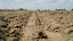 Половина сільгоспземель України перебуває в стані посухи