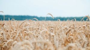 Прогноз світового виробництва зернових знижено на 2 млн тонн