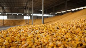 Названо області-лідери за валовим збором кукурудзи в Україні