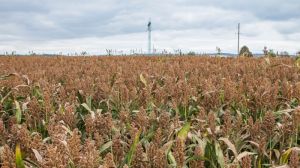 В Україні встановили новий світовий рекорд з урожайності сорго