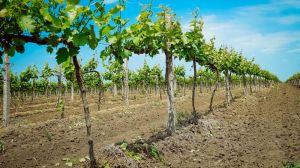 В Україні масово викорчовують виноградники