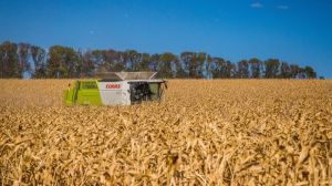Середня врожайність кукурудзи на Черкащині сягає 8 т/га