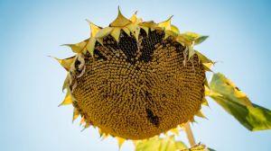 Азотно-фосфорні добрива забезпечують найвищу врожайність соняшнику — вчені
