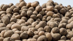 Урожай картоплі в Україні скоротився на 10%