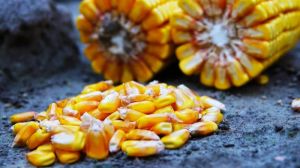 В українських портах знайшли ​​ГМ-кукурудзу
