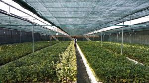 За сучасними технологіями на Тернопільщині вирощують саджанці із закритою кореневою системою