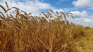ТОП-5 регіонів-лідерів за валовим збором озимої пшениці