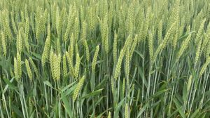 Англійські вчені знайшли альтернативу добривам для зернових