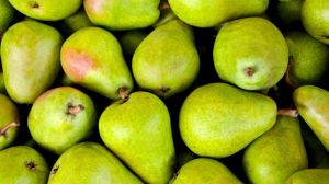 Садівник назвав найпопулярніші сорти груші в Україні