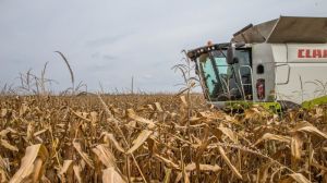 Середня врожайність кукурудзи у Західному Бузі перевищила 10 тонн