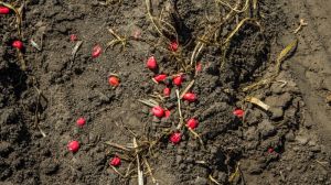 Без держпідтримки імпортне насіння витіснить українське — експерт