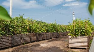 Бізнес з вирощування горіхів ризикований, проте прибутковий — експерти