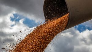 Через туман в Україні може постраждати врожай кукурудзи — експерт