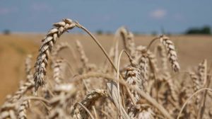 Названо найпродуктивніші сорти пшениці для підзони переходу Лісостепу в Степ