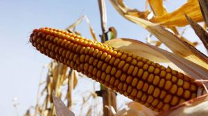 Названо області з найбільшим відставанням у збиранні врожаю кукурудзи