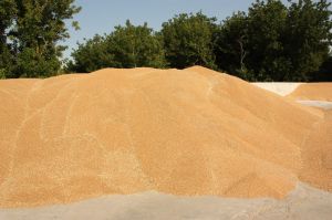 Цьогоріч в Одеській області зібрано найменше пшениці, ячменю та гороху за останні 4 роки