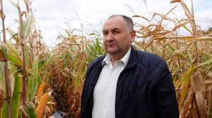 Гібриди кукурудзи Pioneer показали нетипово низьку врожайність, порівняно з Dekalb — фермер