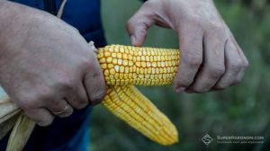 На вміст крохмалю у зерні кукурудзи впливають мінеральні добрива — дослідження