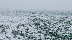 В Україні прогнозують сніг та похолодання — тижневий прогноз погоди