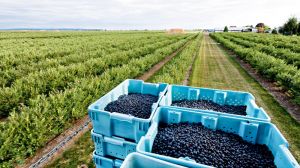 Україна зберігає рекордні темпи закладки нових плантацій лохини — експерт