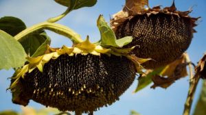 В Україні зібрано рекордний врожай соняшнику