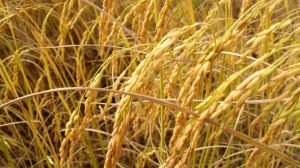 На півдні України зафіксовано колосальний недобір вражаю рису