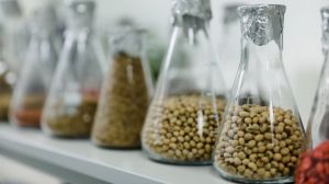 Іноземний виробник насіння освоюватиме вітчизняний ринок