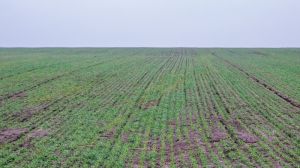 Дефіцит вологи спричинив екстремальні умови посівної на півдні України — аграрії