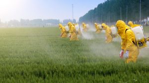 Євросоюз планує вдвічі скоротити обсяги використання пестицидів