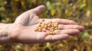 Урожайність сої в Україні протягом 4 років залишається стабільною