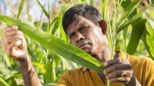 ФАО нарощує масштаби боротьби з кукурудзяною совкою