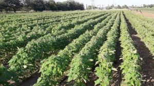 Рентабельність вирощування кунжуту в Україні сягає 700%