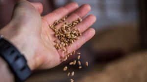 На Київщині у зерні фуражної пшениці виявили борошняного кліща
