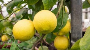 У теплицях на Хмельниччині вирощують лимони