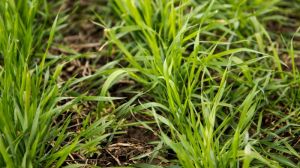 Дефіцит вологи та відсутність опадів спричинили недосів озимої пшениці