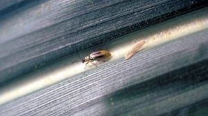 На Рівненщині зросла шкодочинність кукурудзяного жука