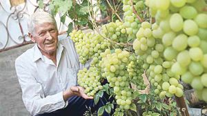 Вінницький садівник вирощує 60 сортів винограду