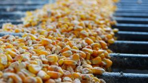 В портах України знизились закупівельні ціни на кукурудзу