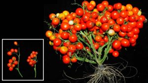 Виведено ГМ-томати для вирощування в космосі