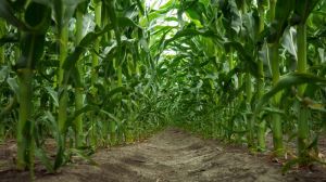 В Україні прогнозується збільшення площ під кукурудзою