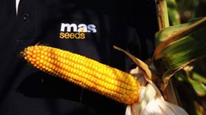 Визначено рекордсменів за врожайністю кукурудзи MAS Seeds в Україні