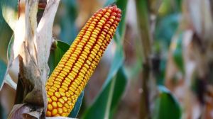 Вчені шукають шляхи збільшення врожайності ГМ-кукурудзи