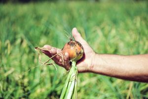 Через поширення стемфіліума в США страждають посіви цибулі