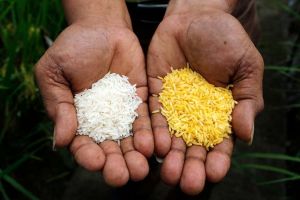 Генетично модифікований Золотий Рис схвалений на Філіппінах