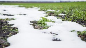 Відсутність морозів сприятливо позначається на посівах озимих зернових — Укргідрометцентр
