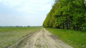 Для відновлення родючості ґрунтів на Херсонщині висадять лісосмуги
